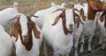ANIMALS FOR SALE