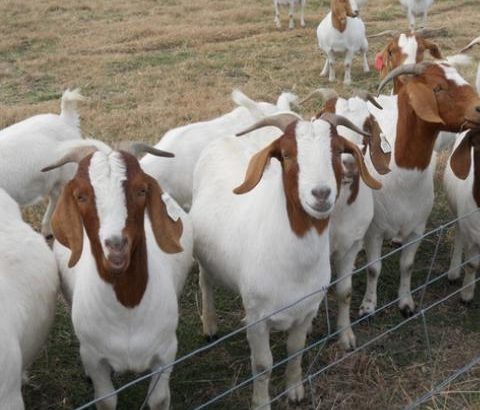 ANIMALS FOR SALE