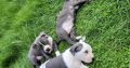 American PitBull Terrier puppies for sale