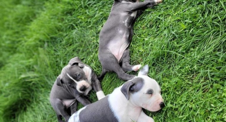 American PitBull Terrier puppies for sale