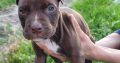 American PitBull Terrier