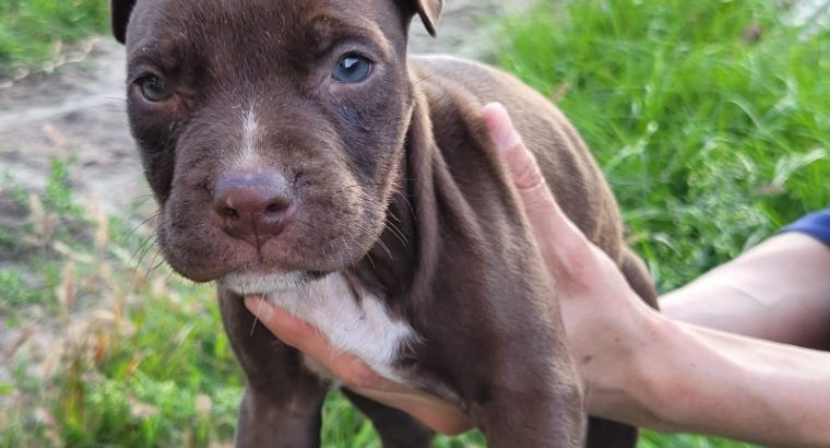 American PitBull Terrier