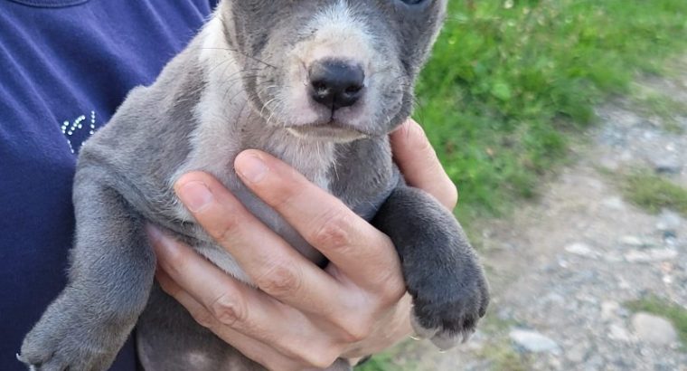 American PitBull Terrier