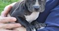 American PitBull Terrier