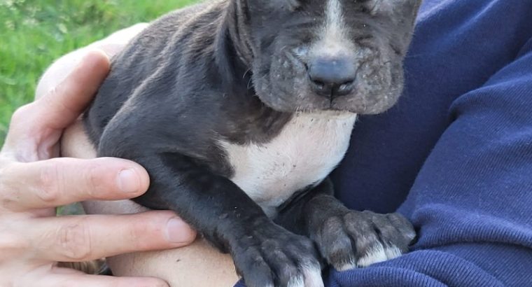 American PitBull Terrier