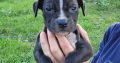 American PitBull Terrier
