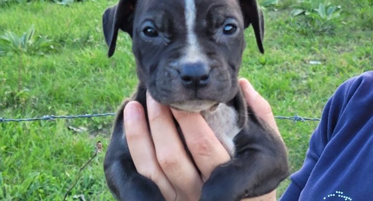 American PitBull Terrier