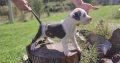 American PitBull Terrier puppies for sale