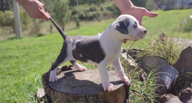 American PitBull Terrier puppies for sale