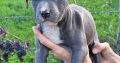 American PitBull Terrier