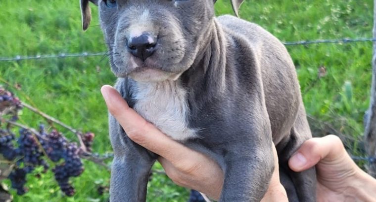 American PitBull Terrier