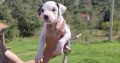 American PitBull Terrier puppies for sale