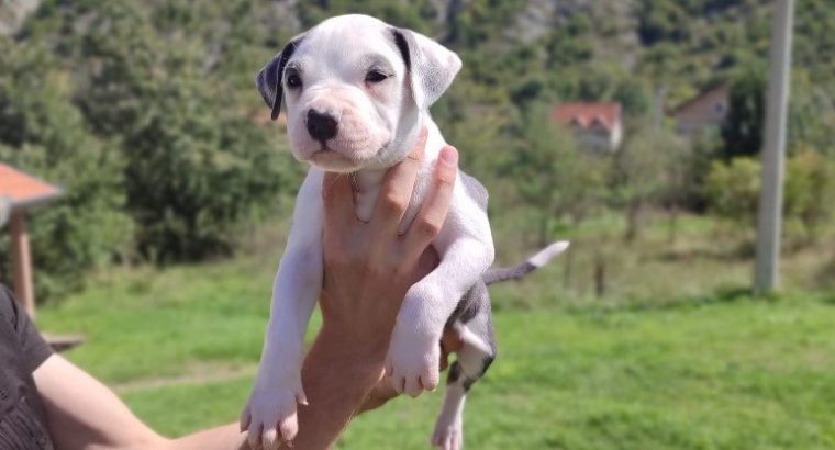 American PitBull Terrier puppies for sale