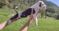 American PitBull Terrier puppies for sale