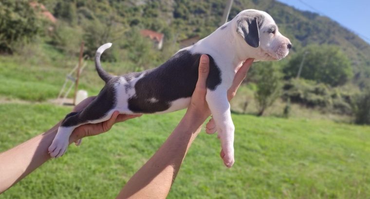 American PitBull Terrier puppies for sale