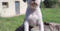 American PitBull Terrier puppies for sale
