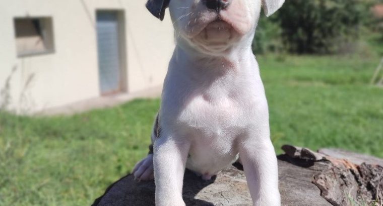 American PitBull Terrier puppies for sale