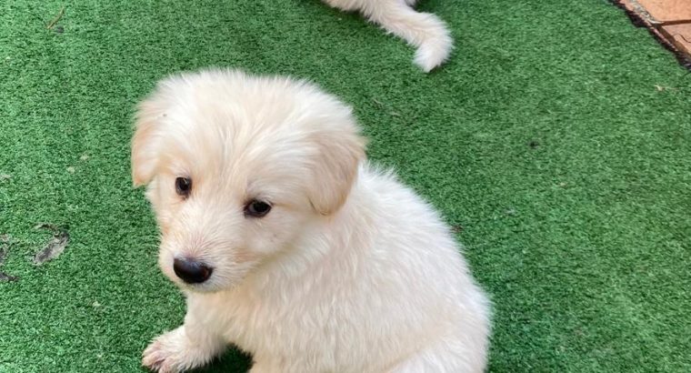 Thorough Bred White Swiss Shepherd puppies