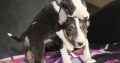 Mini Bull Terrier puppies for sale