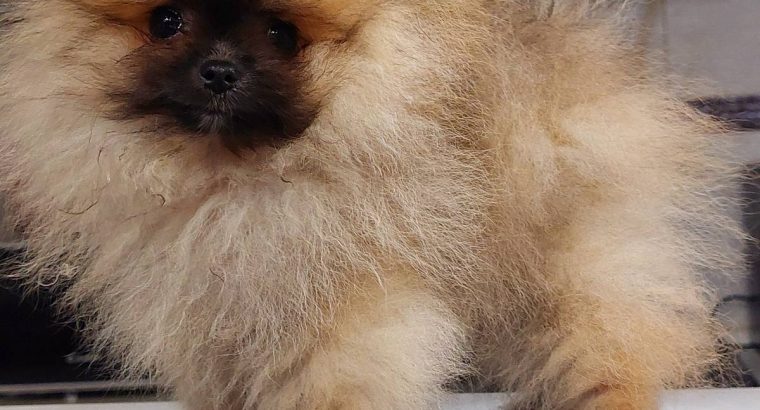 Pomeranian Spitz puppies