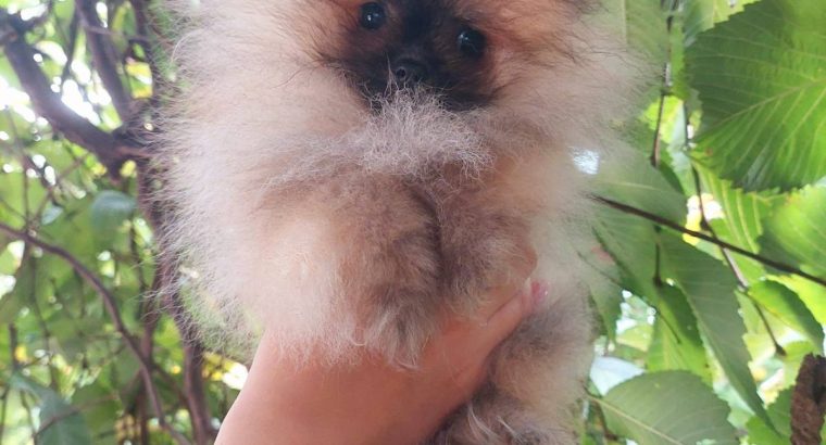 Pomeranian Spitz puppies
