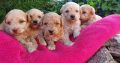 Maltipoo puppies for sale