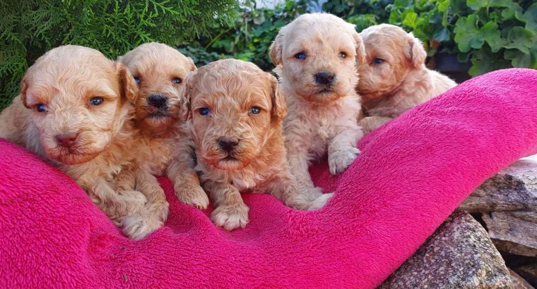 Maltipoo puppies for sale
