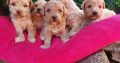 Maltipoo puppies for sale