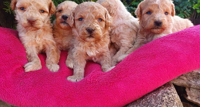 Maltipoo puppies for sale