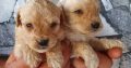Labradoodle puppies for sale