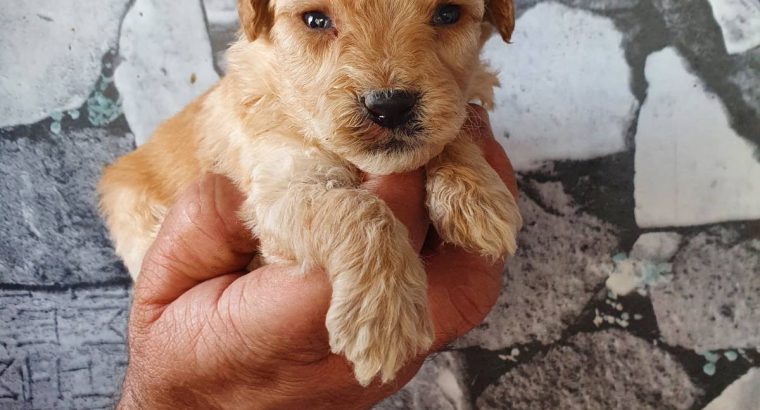 Labradoodle puppies for sale
