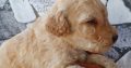 Labradoodle puppies for sale