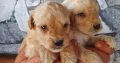 Labradoodle puppies for sale
