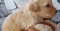 Labradoodle puppies for sale