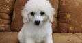Poodle puppies