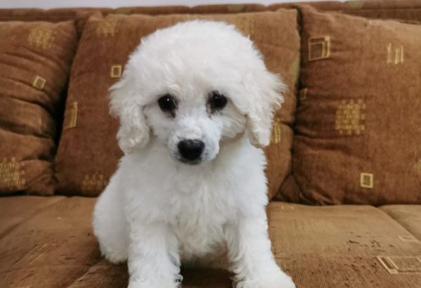 Poodle puppies