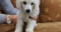 Poodle puppies
