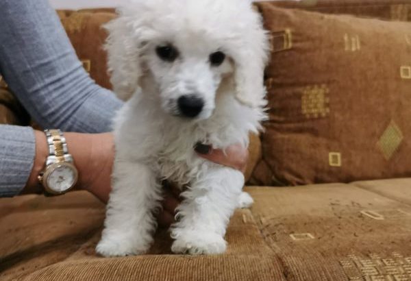Poodle puppies