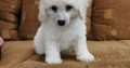 Poodle puppies