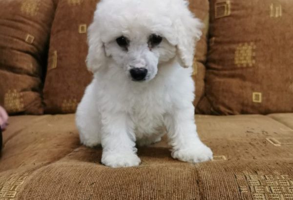 Poodle puppies