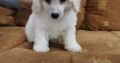 Poodle puppies