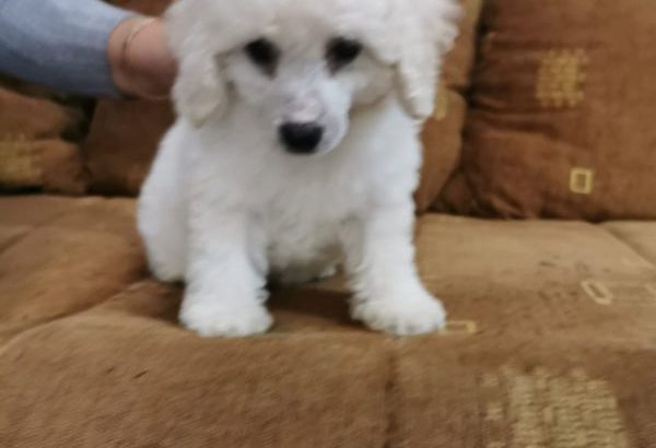Poodle puppies