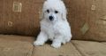 Poodle puppies