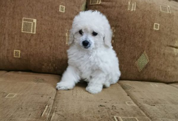 Poodle puppies