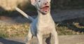 Mini Bull Terrier puppy