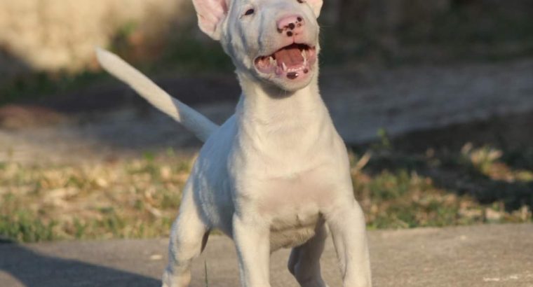 Mini Bull Terrier puppy
