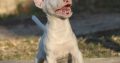 Mini Bull Terrier puppy