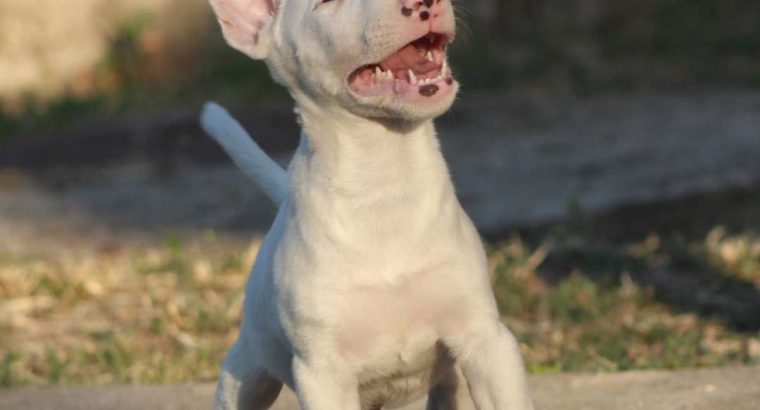 Mini Bull Terrier puppy