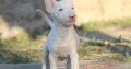 Mini Bull Terrier puppy