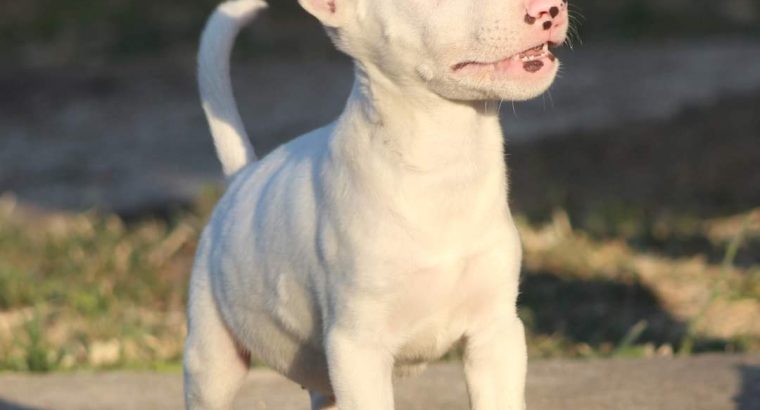 Mini Bull Terrier puppy